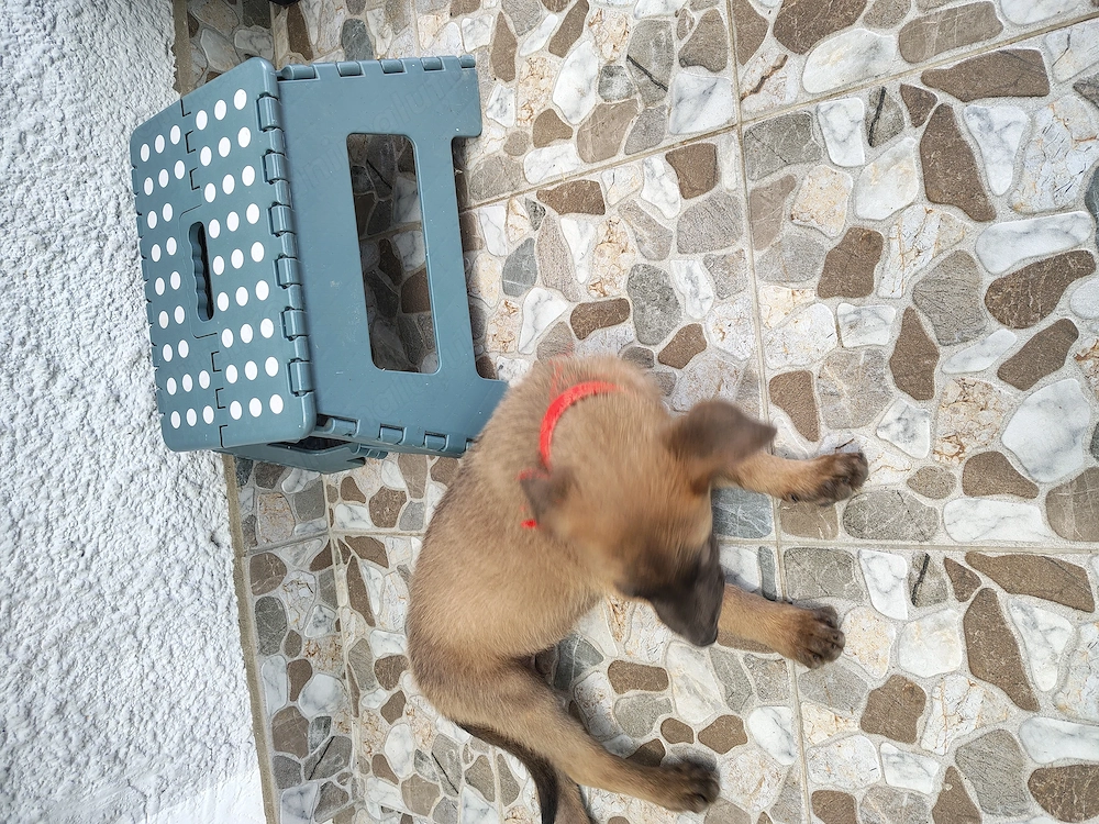 Vând pui malinois 2 luni carnet de sănătate deparazitat și vaccinat