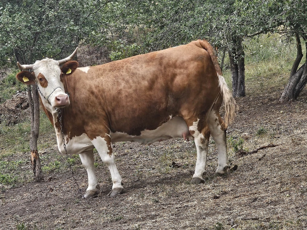 vand o vaca de 6 ani gestanta in 6 luni  talie mare 800-900 kg
