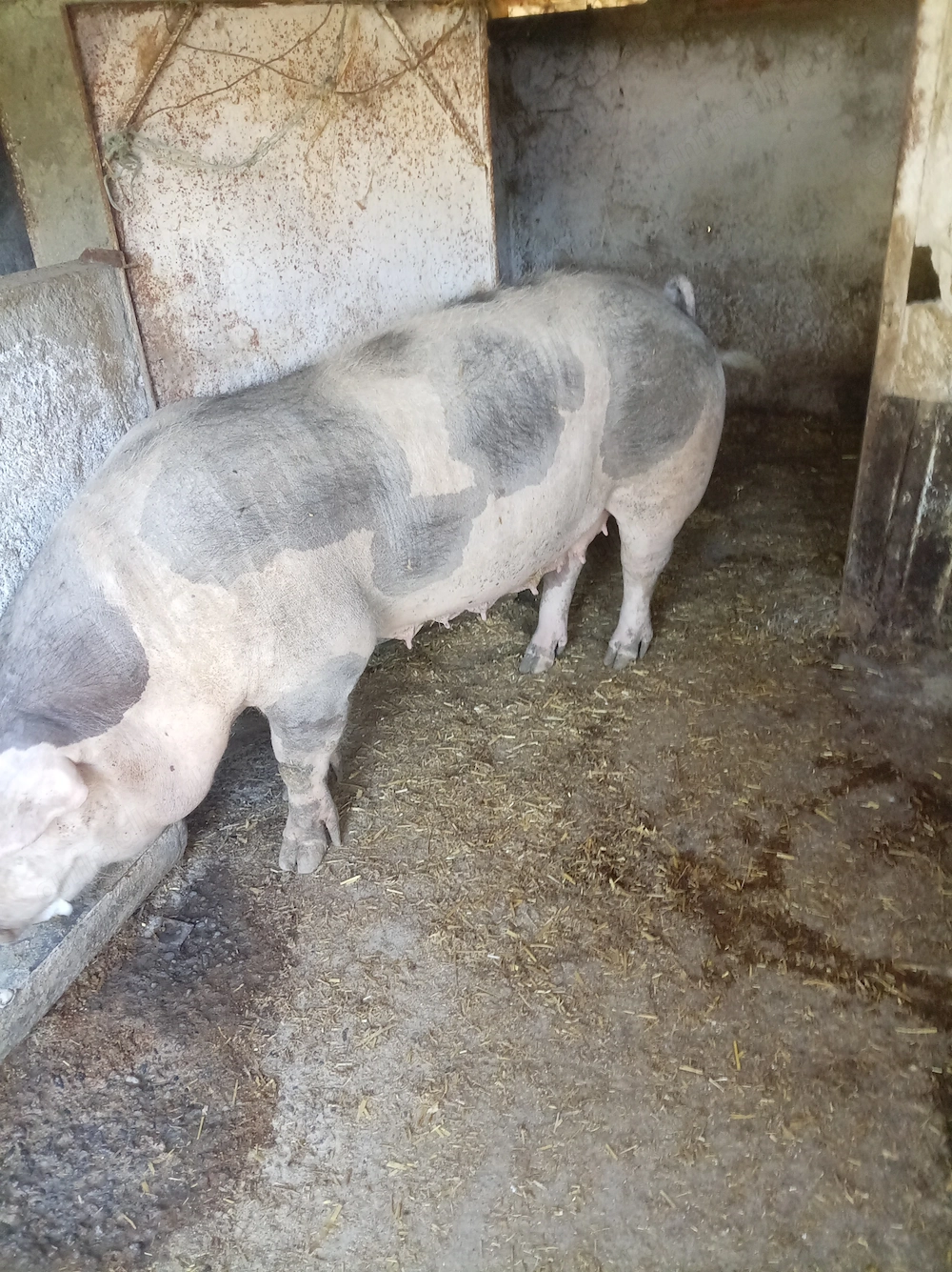 O purcea de vânzare în județul Vrancea Obreja 