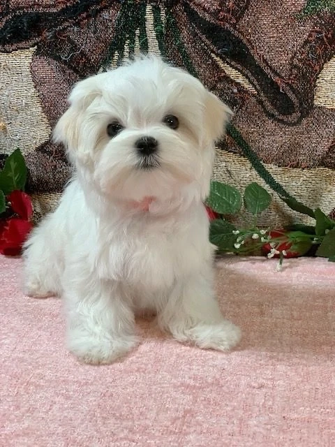 bichon maltez mini toy 