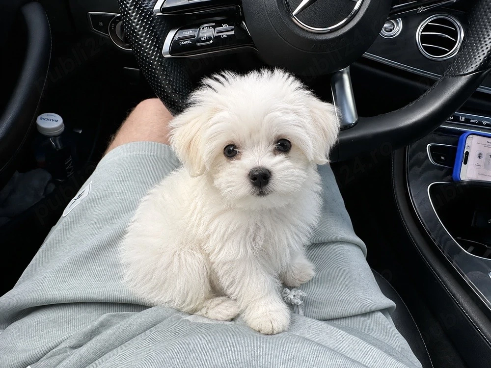 bichon maltez mini toy