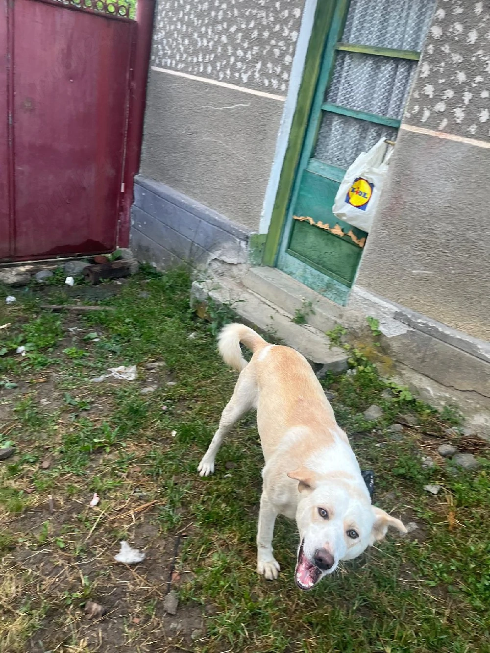 Animale de companie 