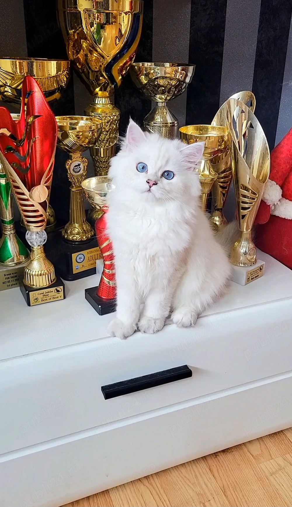 Baiat british longhair dim ambii parinti Campioni Mondiali 