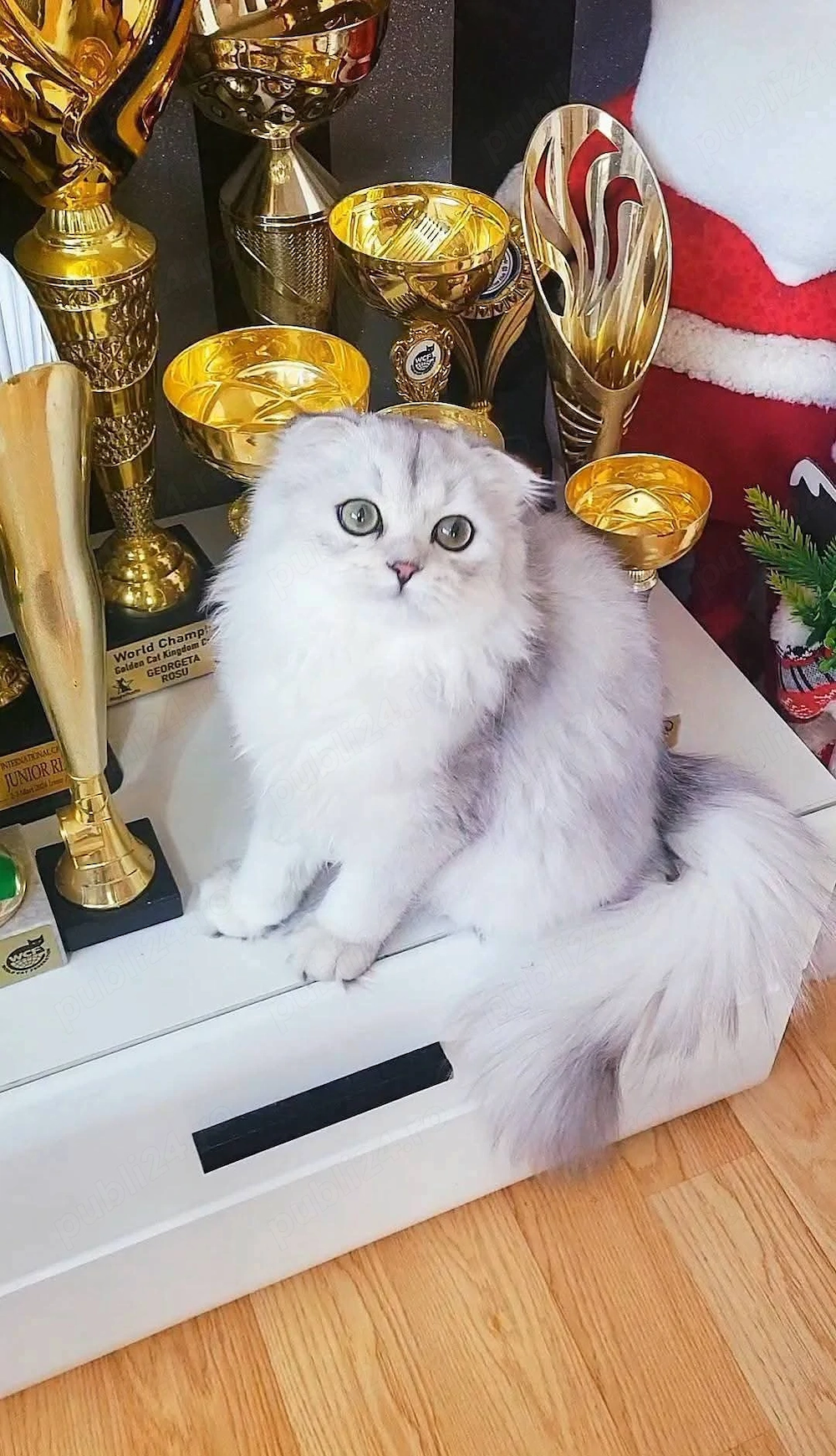 Fetita scottish fold longhair cu pedigree 