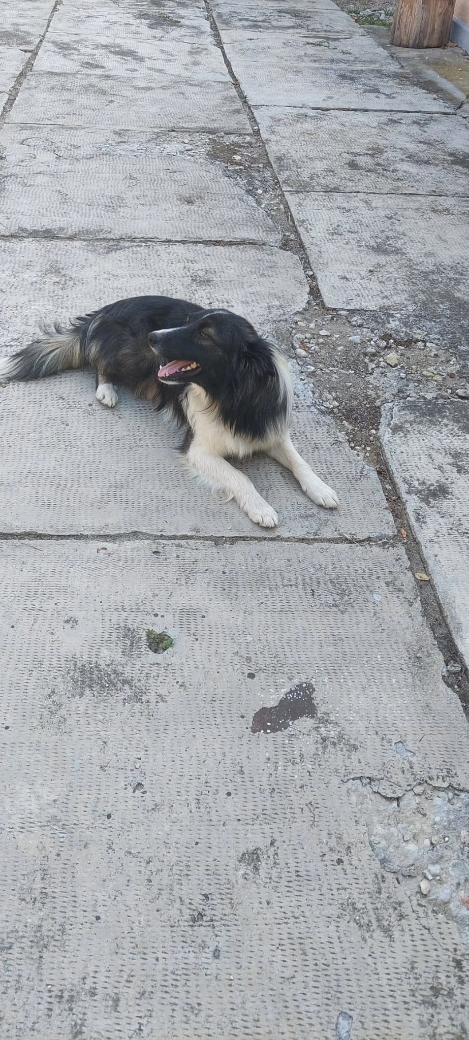 Donez mascul Border Collie