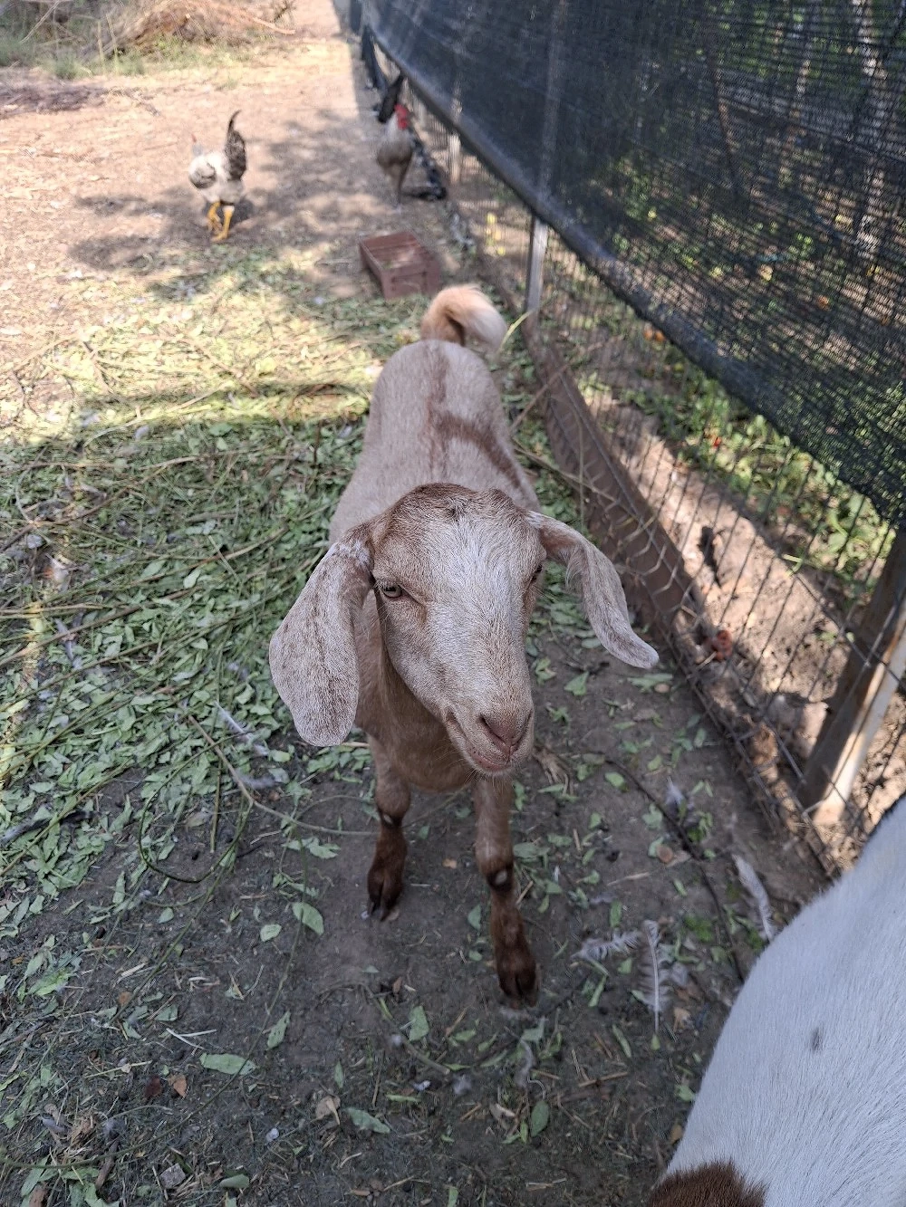 iadă din primăvară 