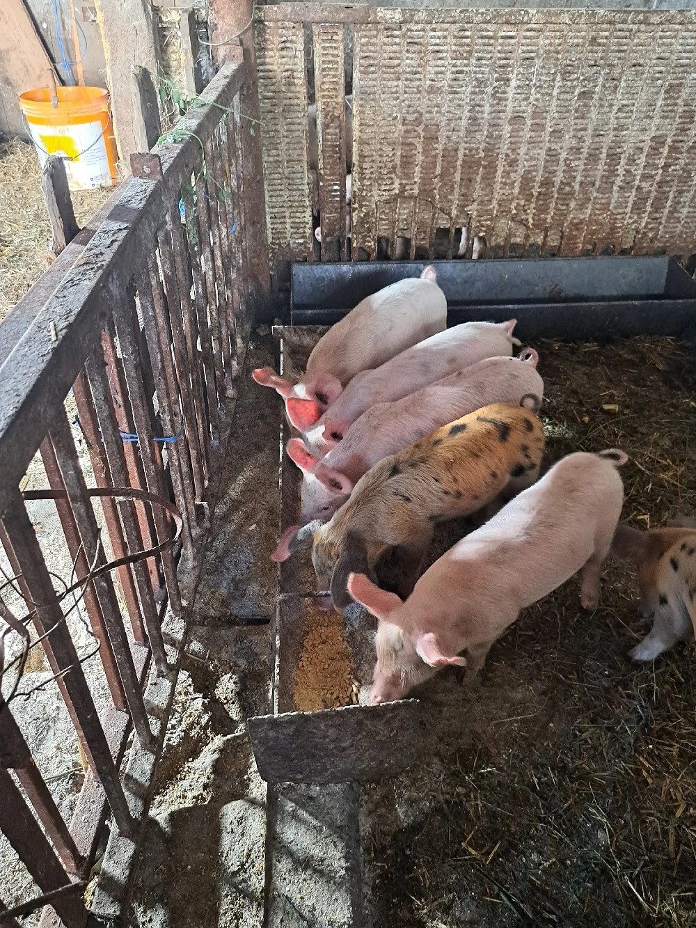 vand purcei 7 saptamani