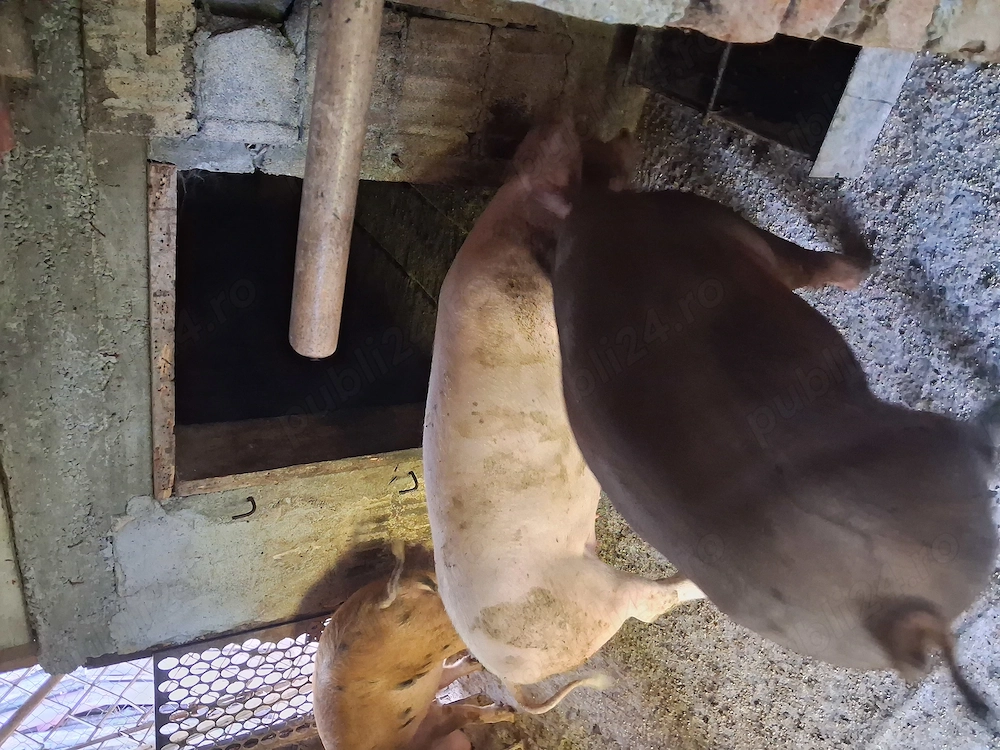 Vind 2 porci la alegere din3 ,Cel alb e porc ,cel rosu mai mare porc si purceaua e cea mai mica