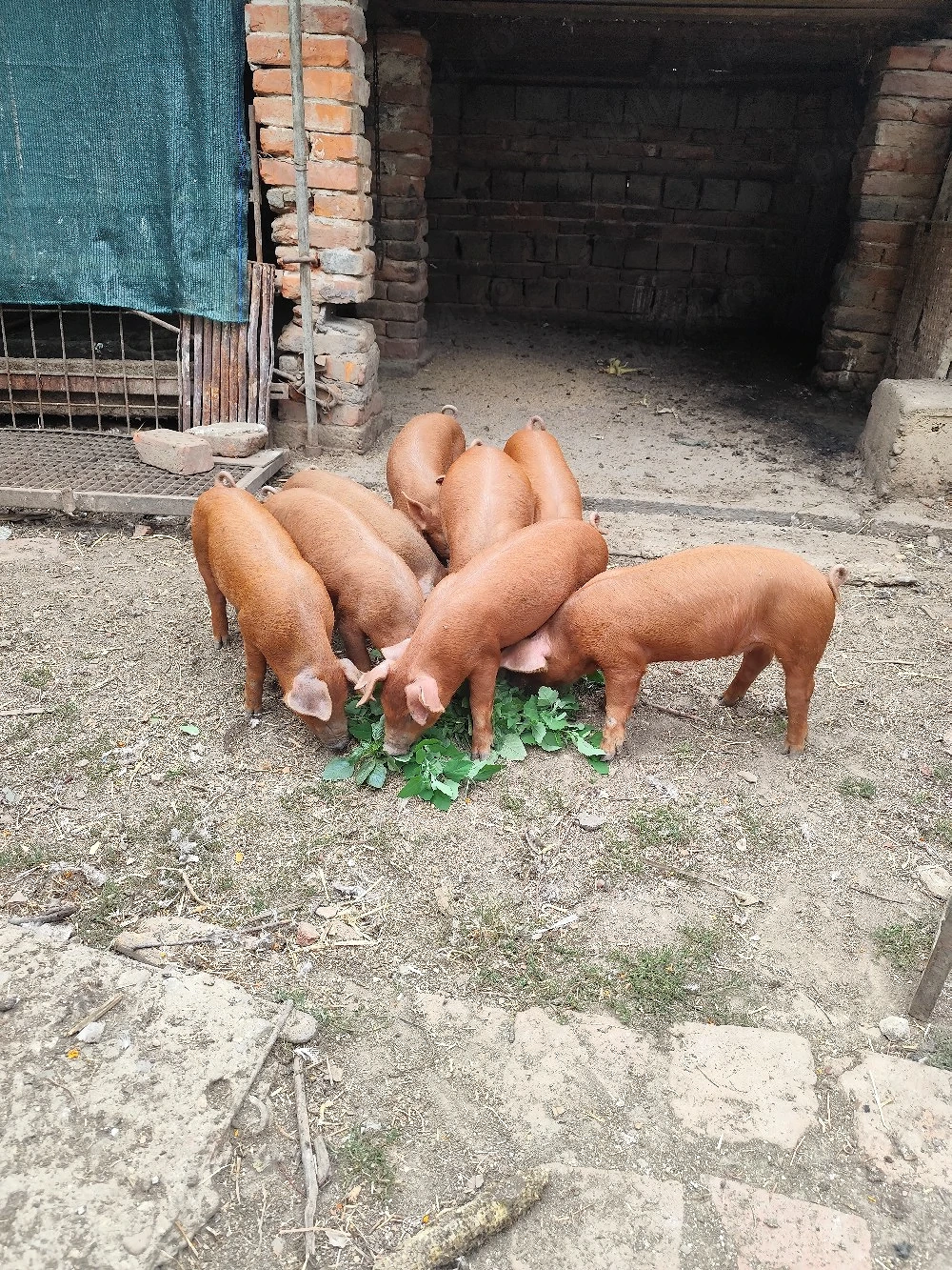 purcei duroc
