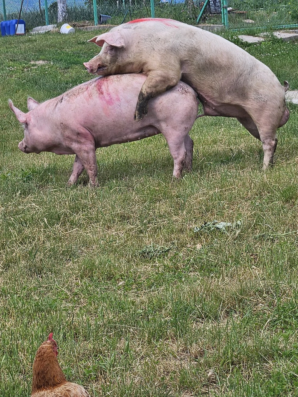 Vand Vier rasa de carne.