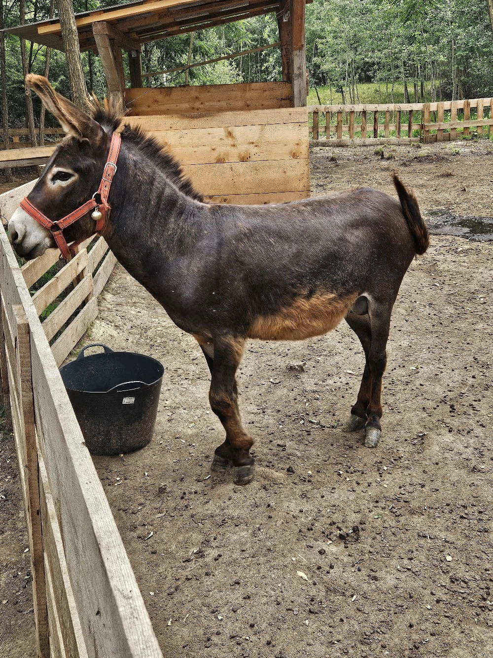 Magar de vanzare