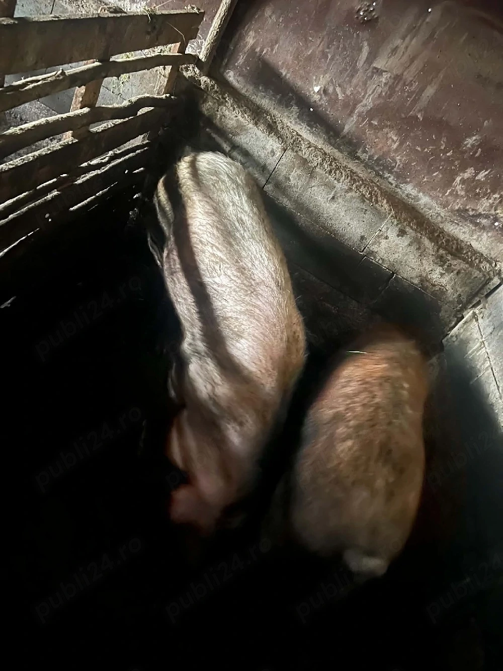 Vand soldani si porci mari