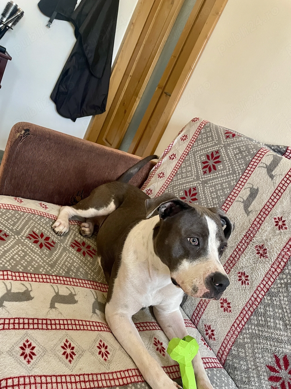 Adoptie Amstaff Blue fetița 1an