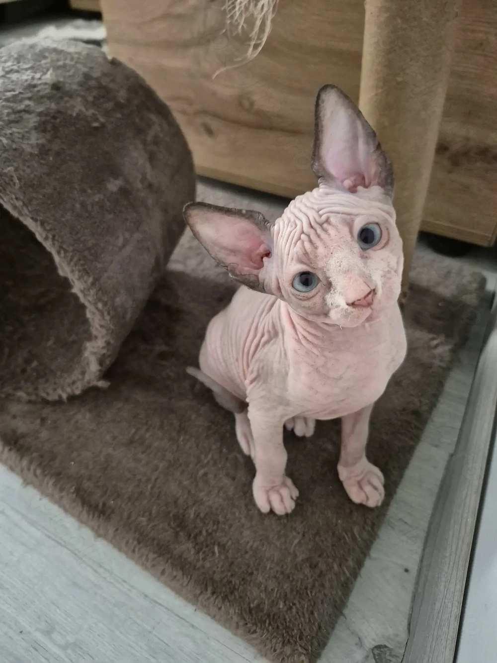 Puii mei superbi de sphinx