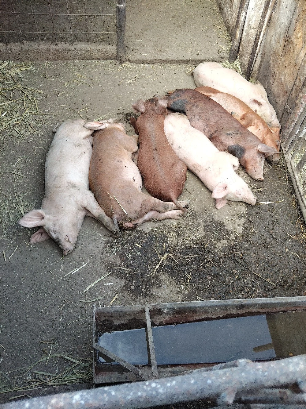 purcei de vânzare