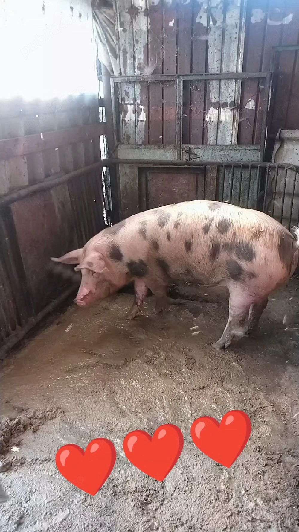 de vanzare scroafa pietrian 