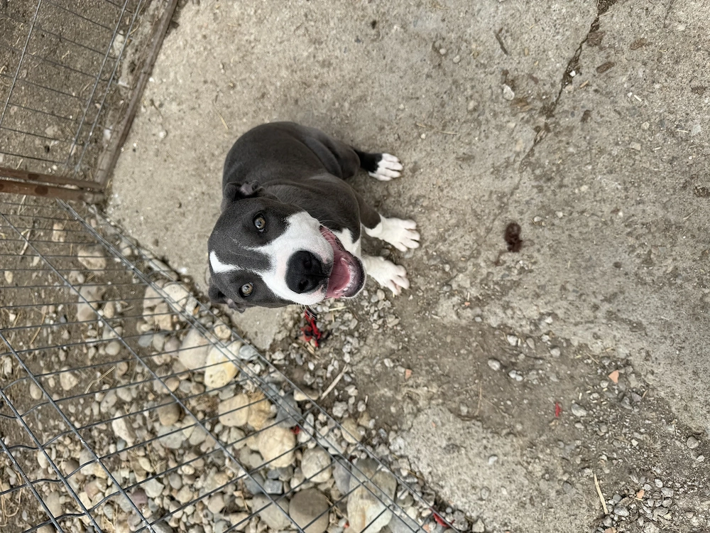 Donez femela Amstaff blue