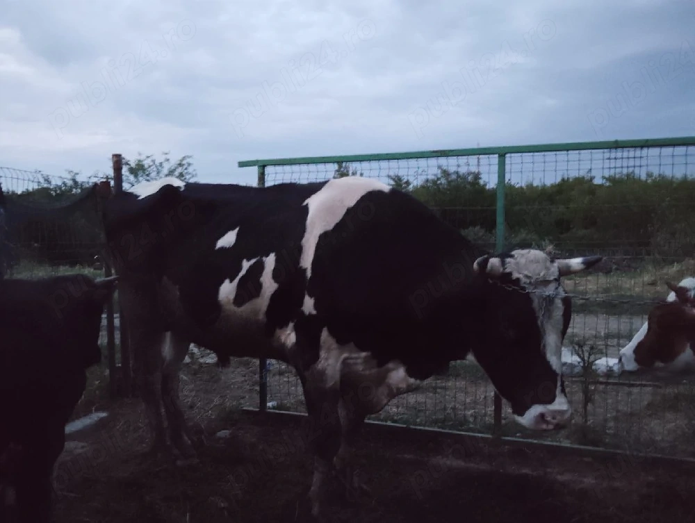 Vând Taur rasă Holstein în vârstă de 3 ani pentru montă 