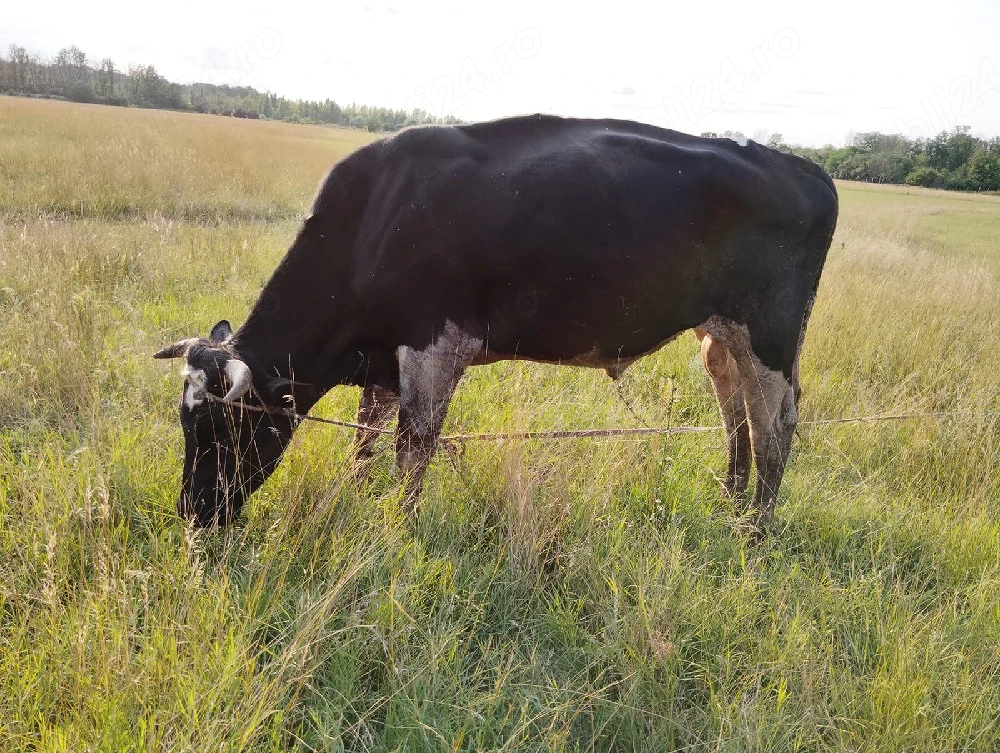Vând Taur rasă Holstein în vârstă de 2 ani, pentru montă 