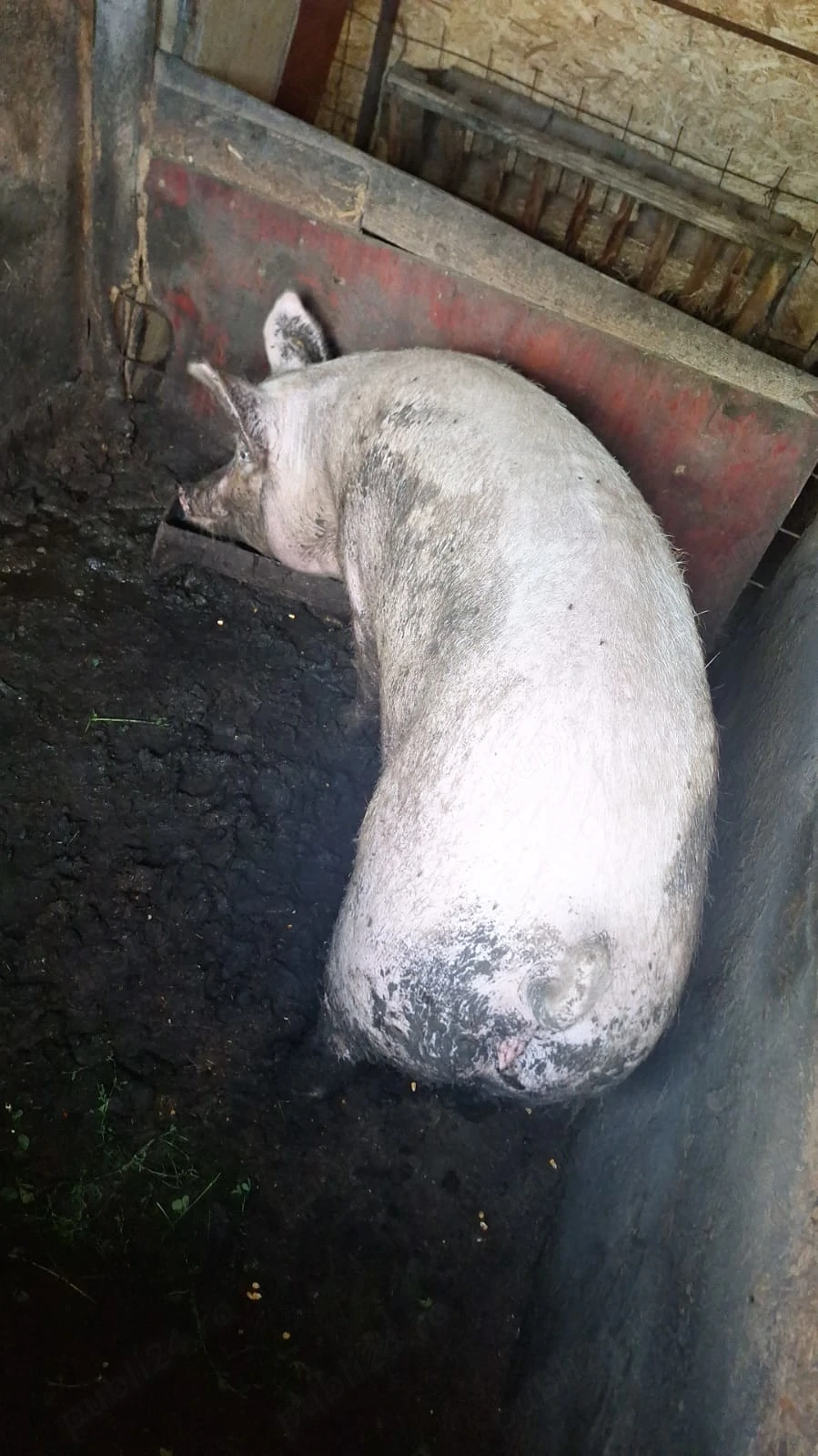 Porc de carne   170kg  , preț2500 ron 