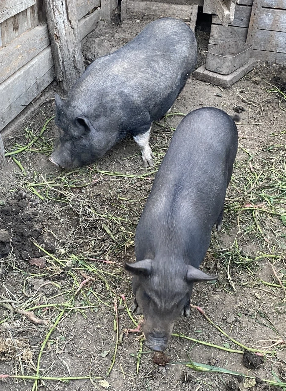 Vietnameză și Vietnameză+Mangalița