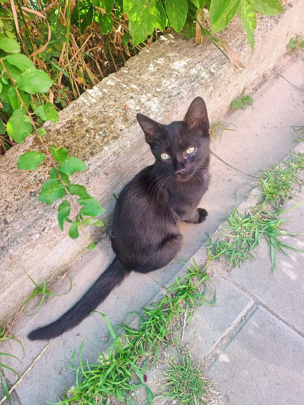 Motănel, pui de 4-5 luni spre adopție 