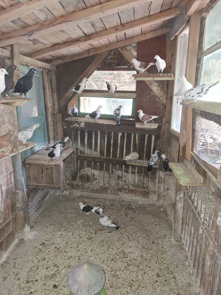 porumbei voiajori 