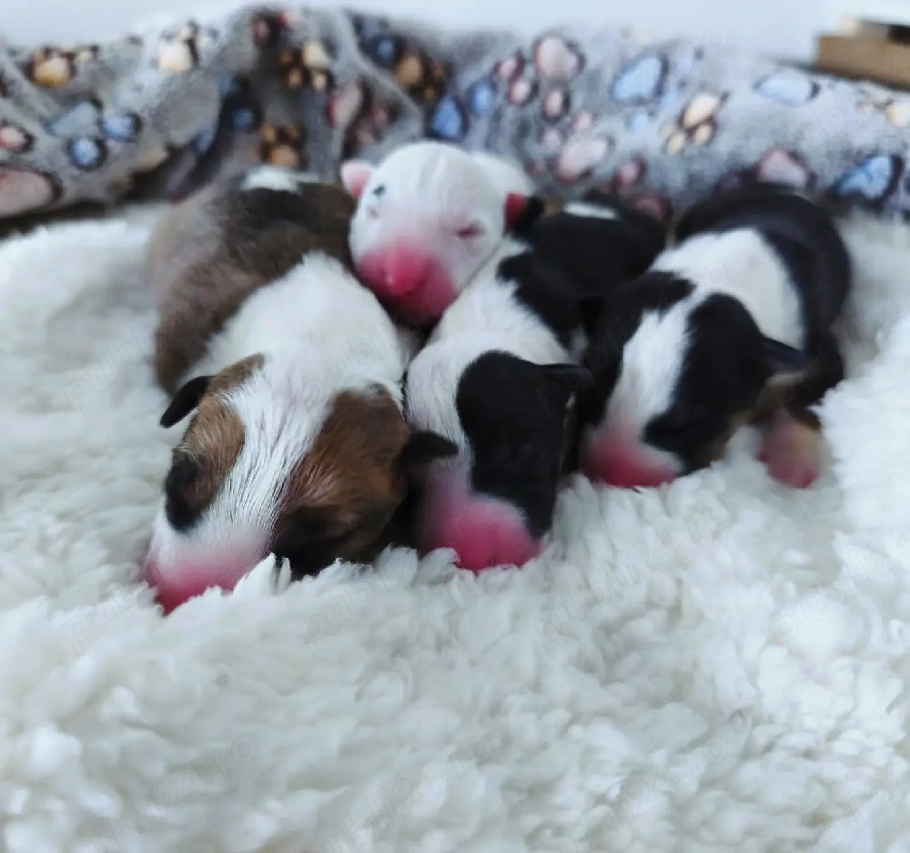 pui Bull terrier standard cu pedigree 