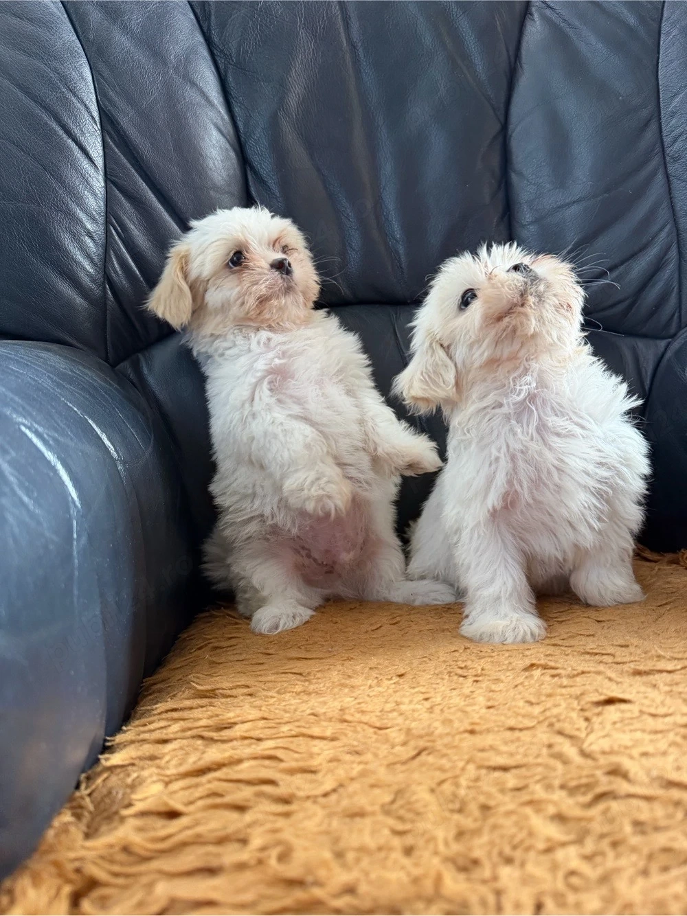 catei shih tzu 
