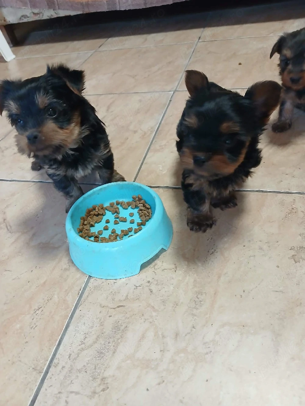 Vand catei yorkshire terrier