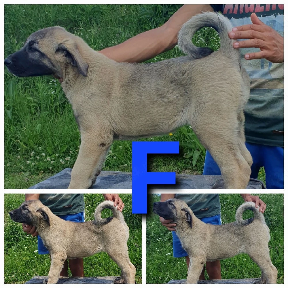 Ciobănesc Kangal