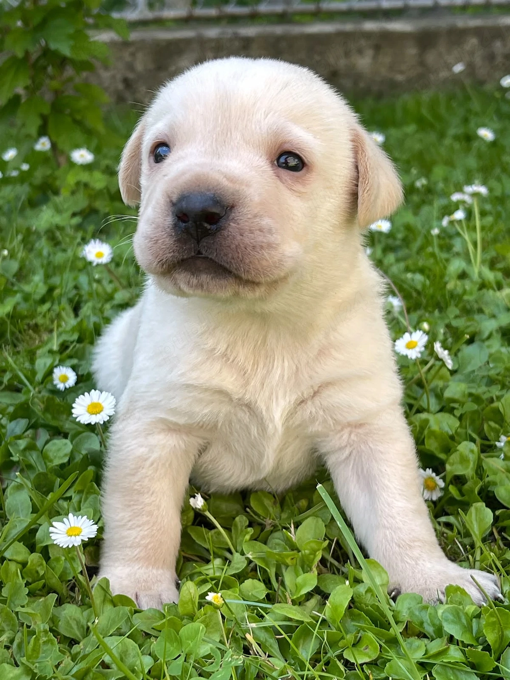 Labradori retriever