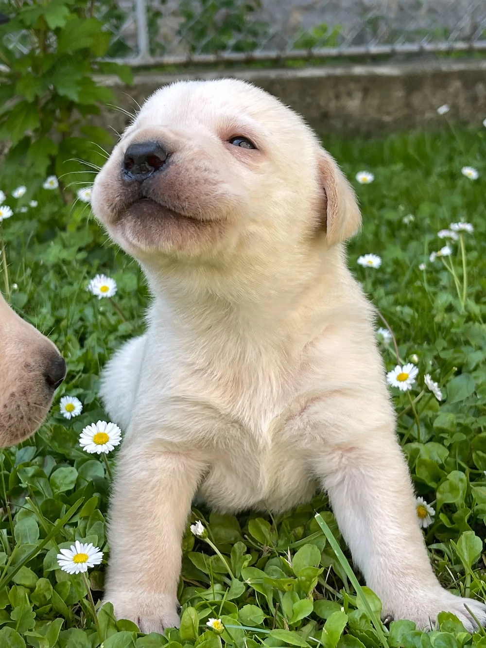 Labradori retriever