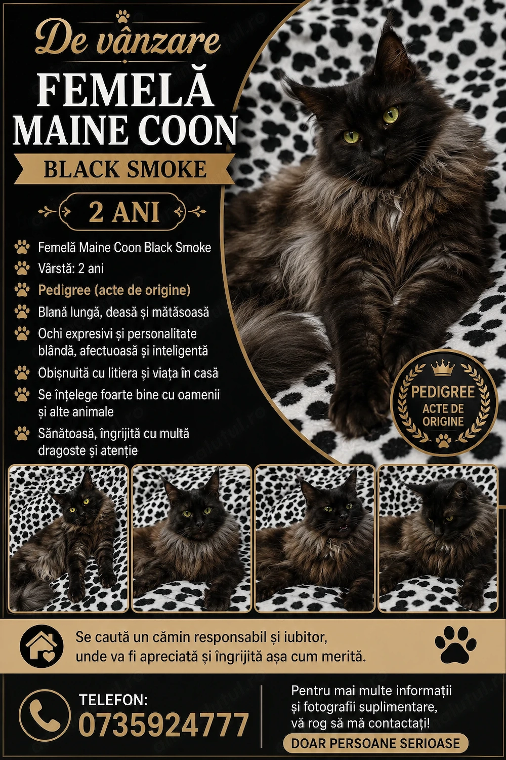 Femela Black Smoke Maincoon 