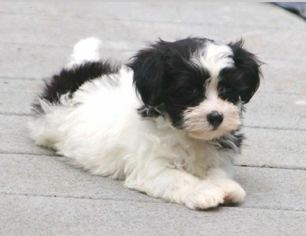 Bichon toy alb cu negru