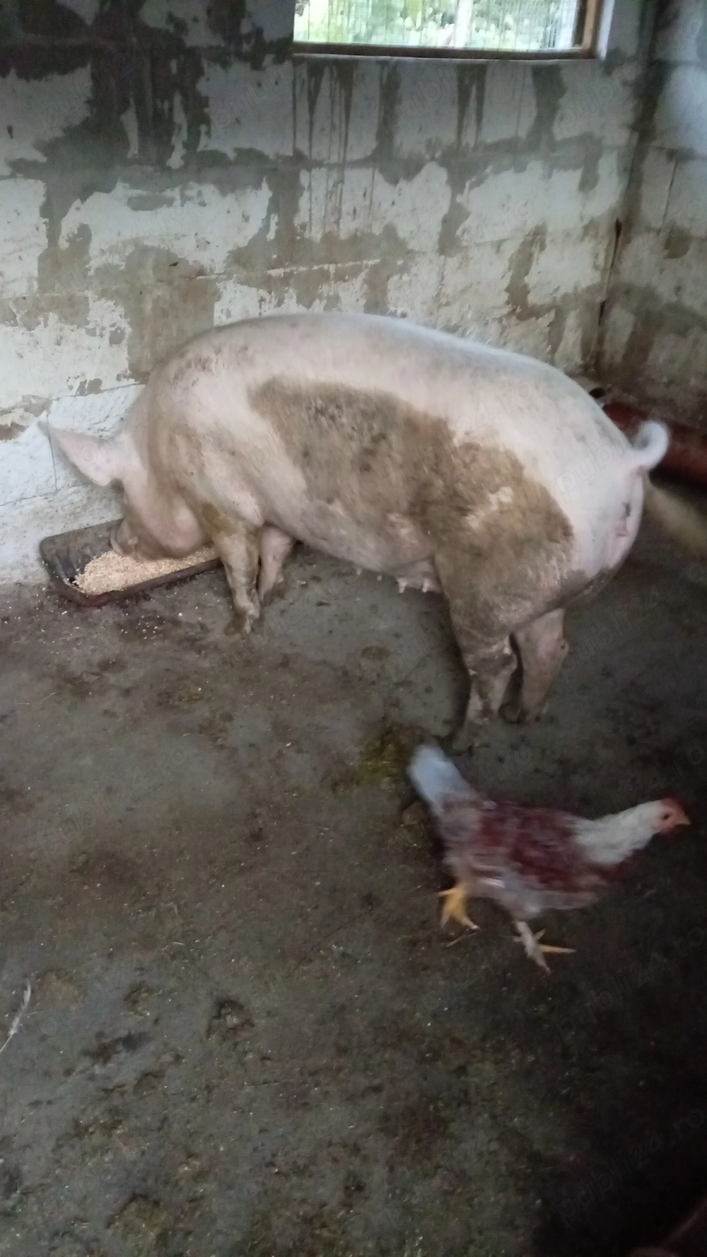 Animale din gospodărie 
