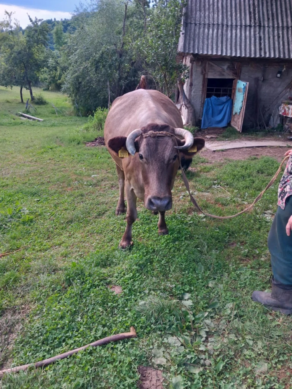 Vand vaca si vitel