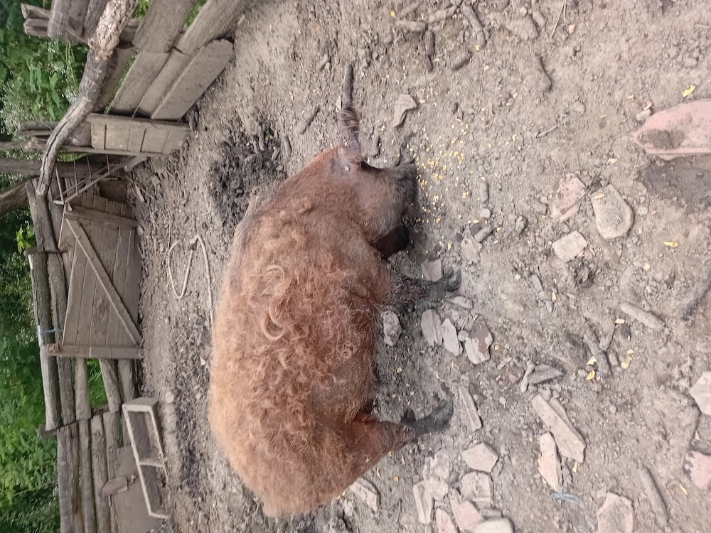 Porc mangalița