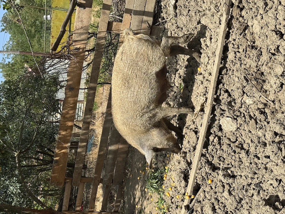 Vând 2 scroafe de mangaliță x duroc și 6 suldei de 35-40 de kg 