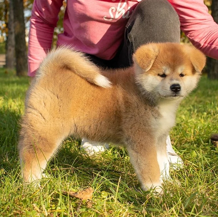 Akita Inu Japonez de calitate - furnizor autorizat 