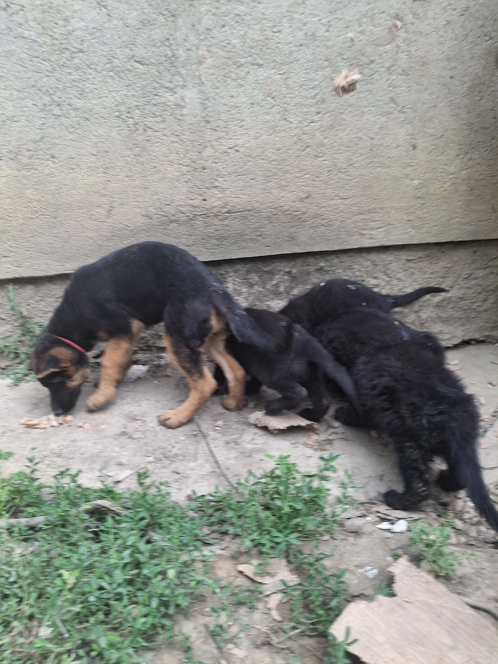 Catei ciobanesc german