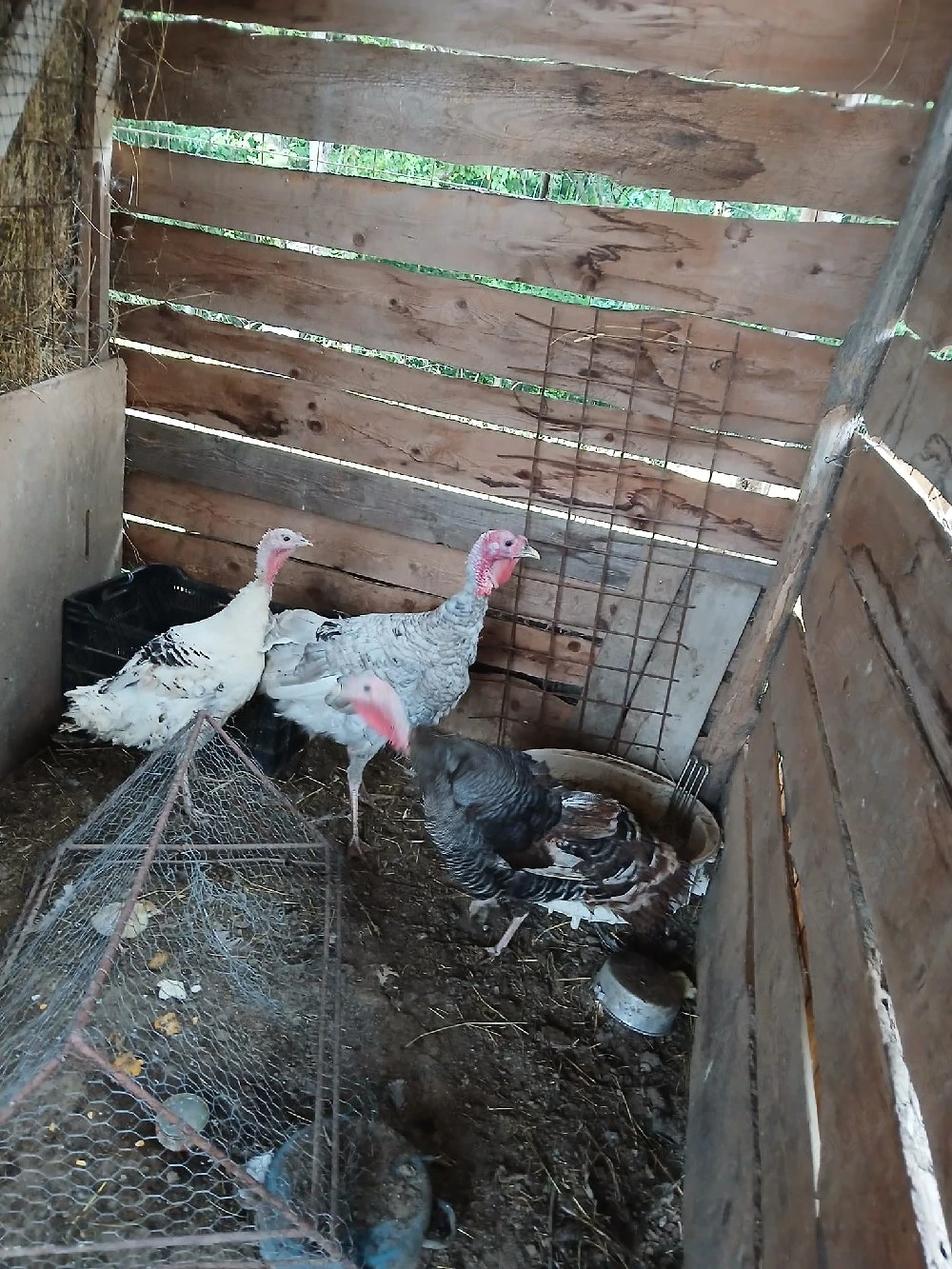 De vânzare: 2 curci și 1 curcan