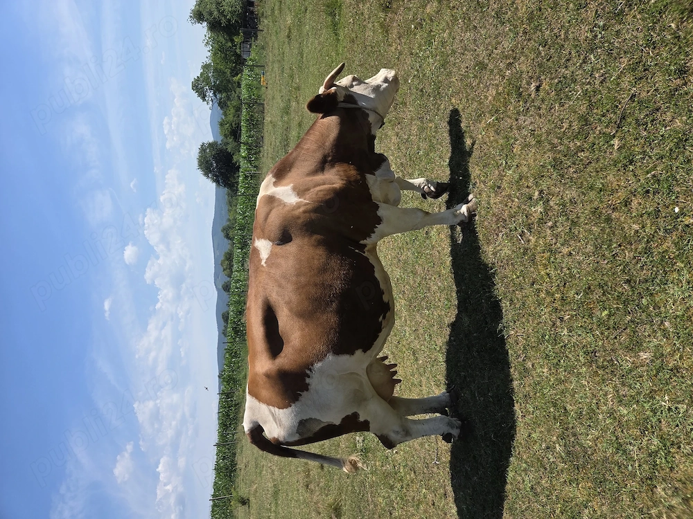 Anunt anunt anunt an