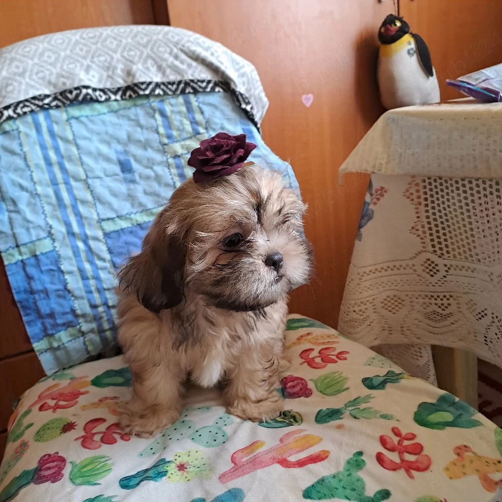 vand metiz shih-tzu
