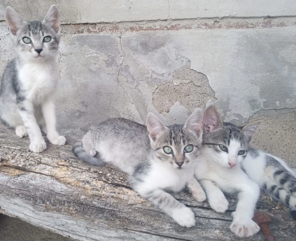 Dau pisici mici spre adopție(fără  bani)