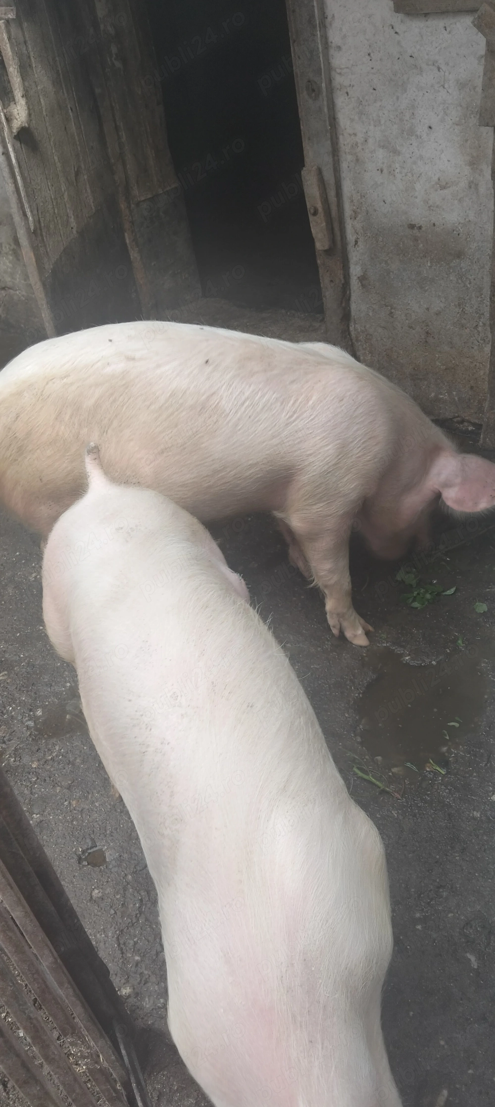 Doi porci de 70 kg