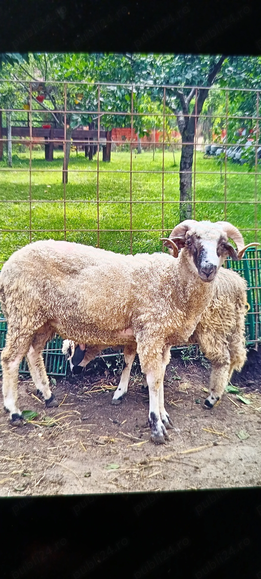 Berbecuț de anul trecut 