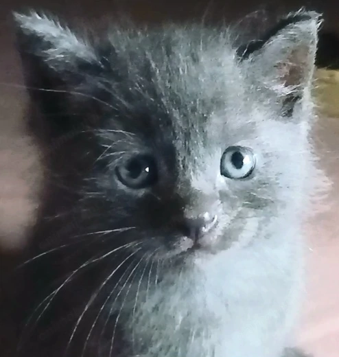 Puiuti Scottish fold si straight  cauta Om