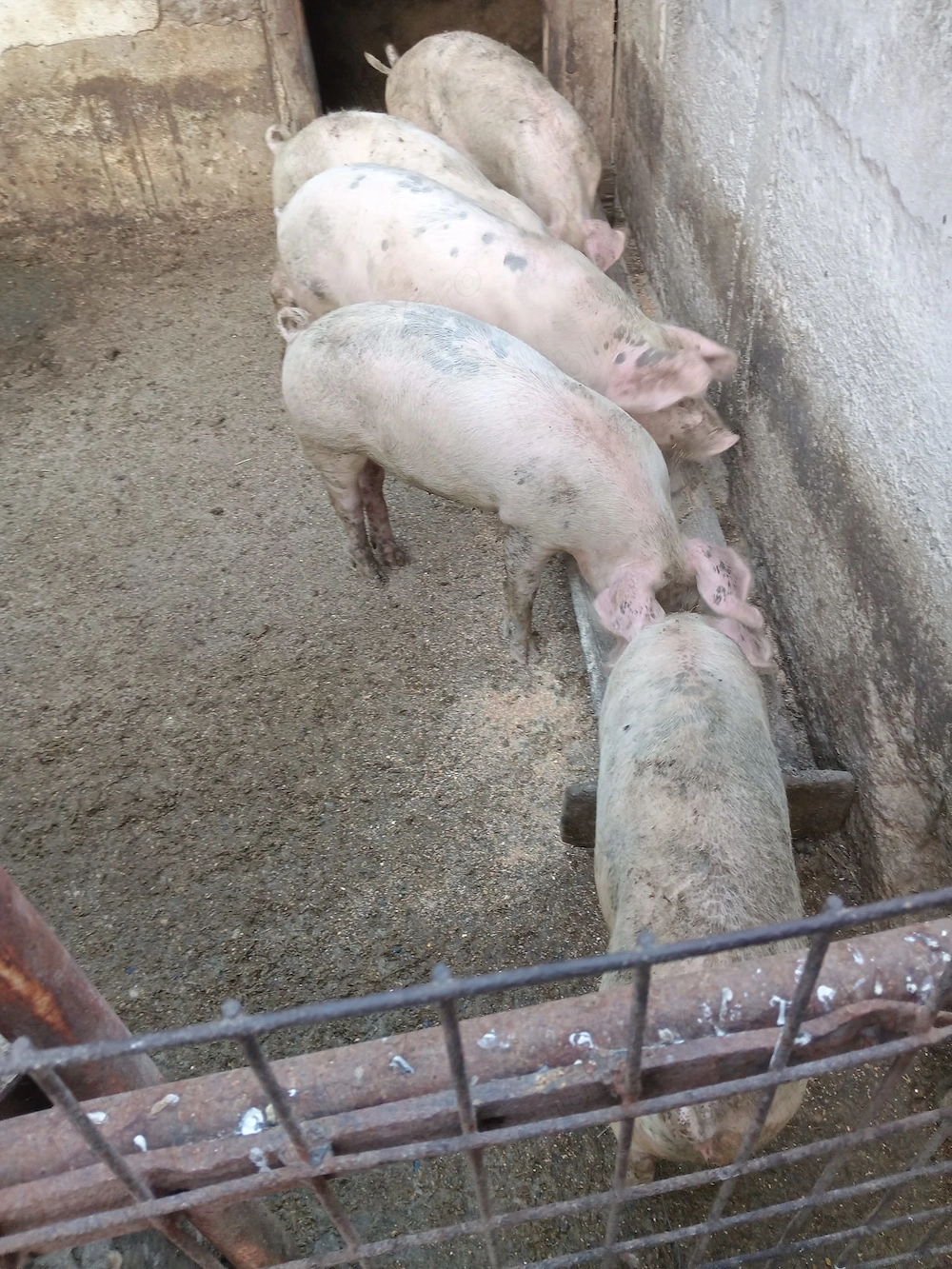 Vand grasuni de 50 kg