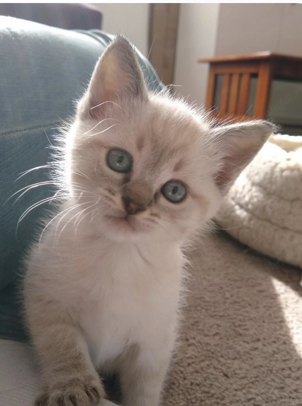 Ragdoll fetita lynx point